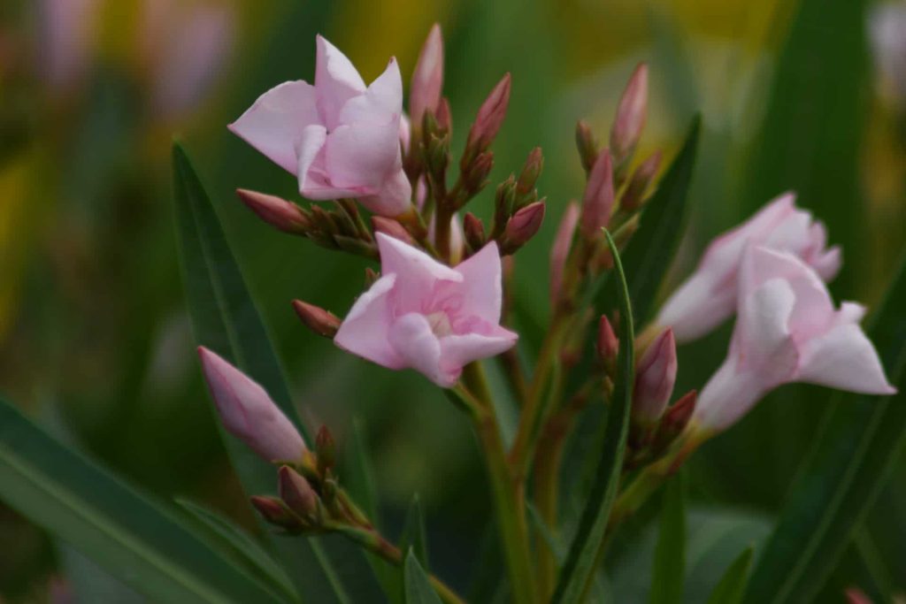 oleander plant care
