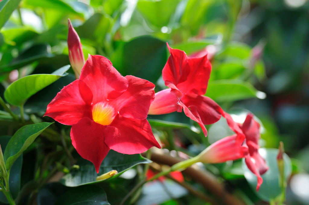 Tropical Plants in Pennsylvania: Unleash Exotic Beauty in the Keystone State