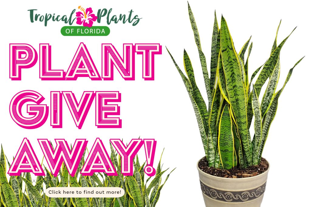 Sansevieria Laurentii Giveaway