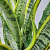 Sansevieria Laurentii Snake Plant