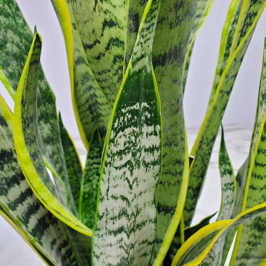 Mother in Laws Tongue | Sansevieria Laurentii | Snake Plant