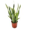 Sansevieria Laurentii Snake Plant