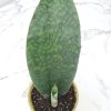 Whale Fin Snake Plant - Image 3