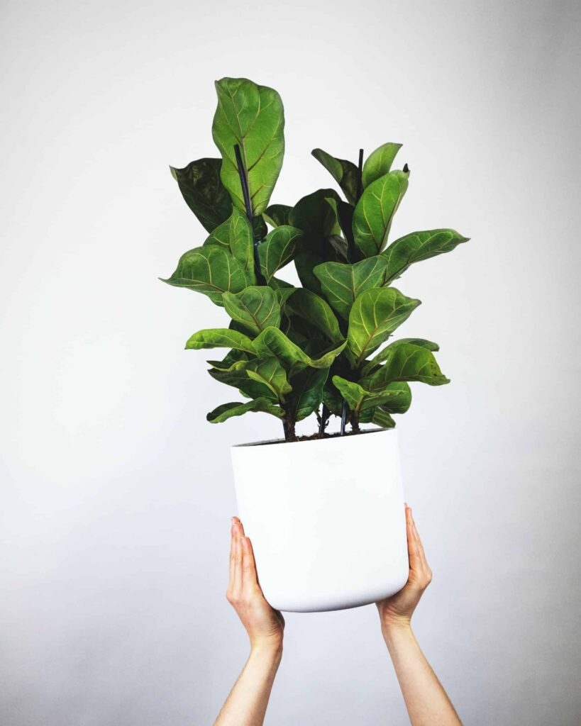 Ficus Lyrata Plant Care Guide