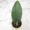 Whale Fin Snake Plant - Image 6