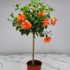 Double Peach Hibiscus Tree