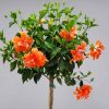 Double Peach Hibiscus Tree