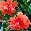 Double Peach Hibiscus Tree