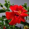 Hibiscus Tree President Red - Image 2