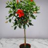 Hibiscus Tree President Red - Image 3