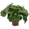 Tractor Seat Plant