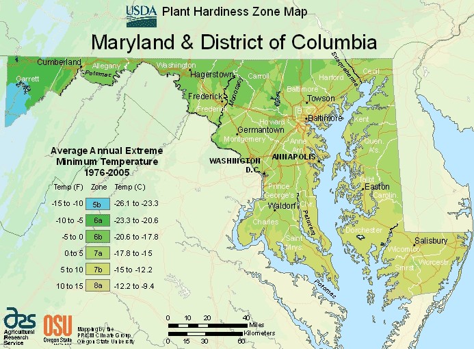 Growing Tropical Plants in Maryland