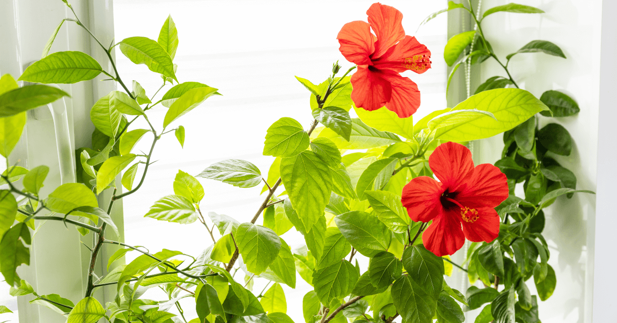 tropical plants arizona best tropical plants for arizona hibiscus tree