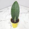 Dracaena masoniana