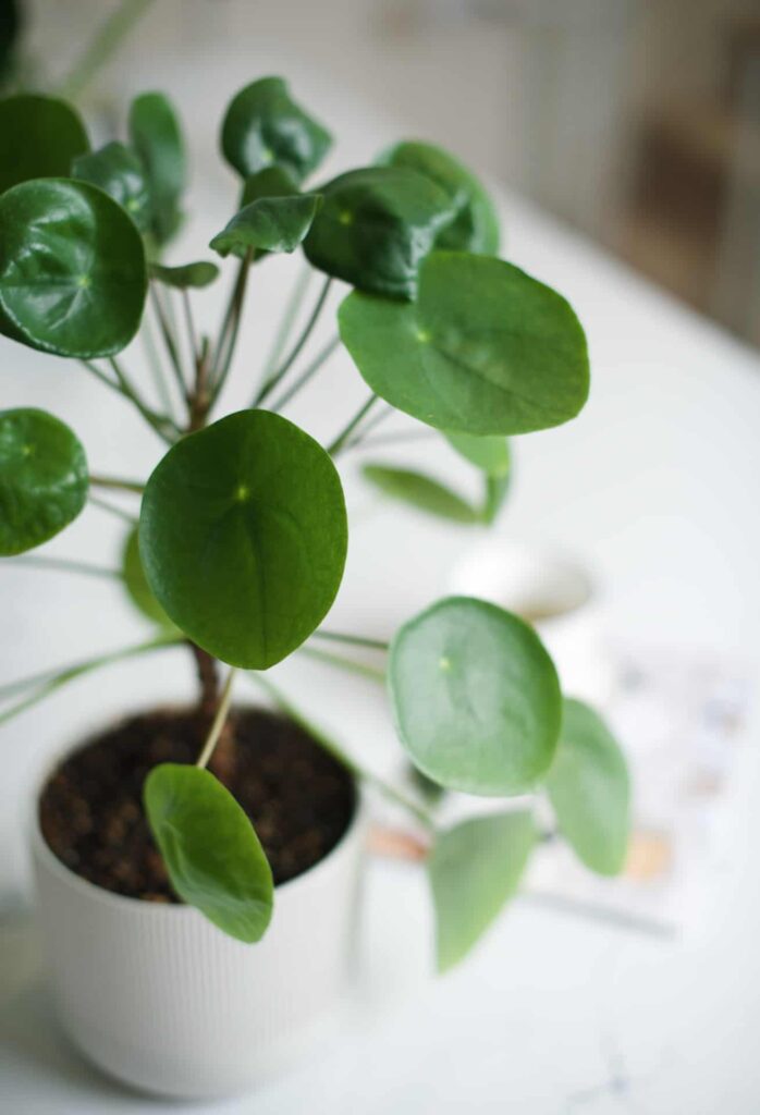 chinese money plant care guide