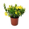 dipladenia bush yellow 3 gallon
