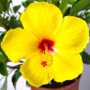 yoder yellow hibiscus plant