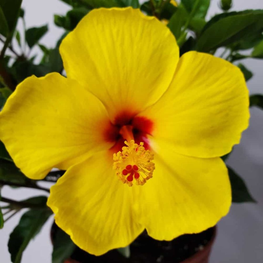 Yoder Yellow Hibiscus Bush | Tropical Plants