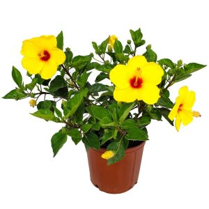 yoder yellow hibiscus plant