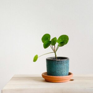 chinese money plant care guide