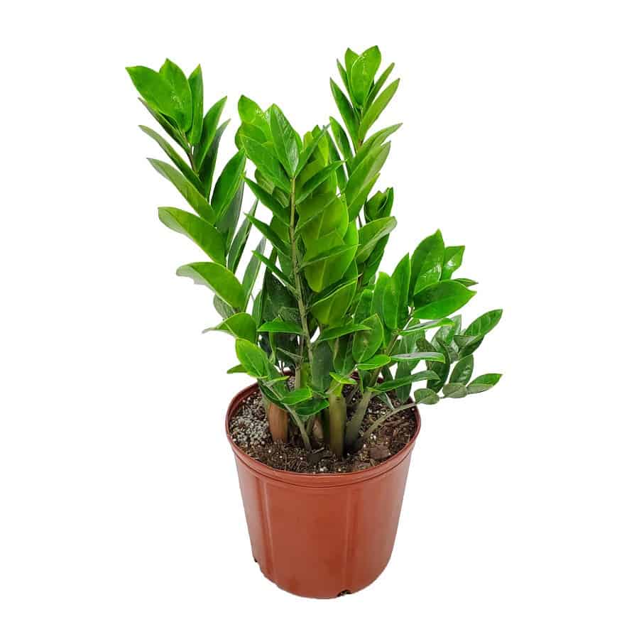 zz plant | zamia zamifolia | tropical plants of florida